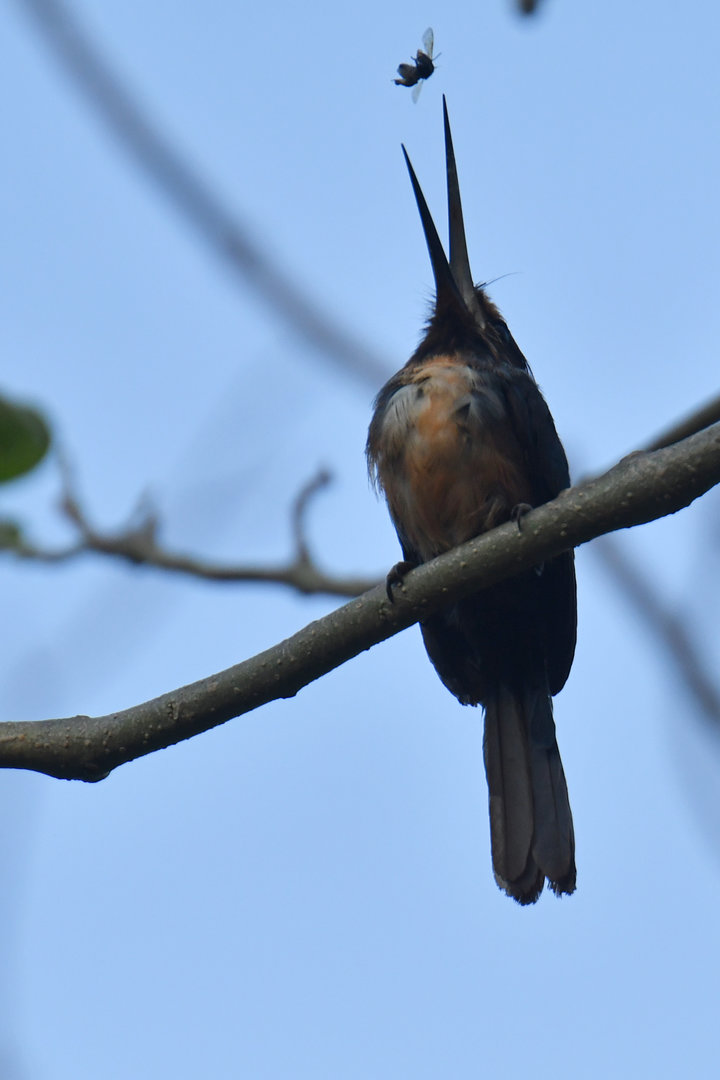 Three-toed jacamar (Jacamaralcyon tridactyla)