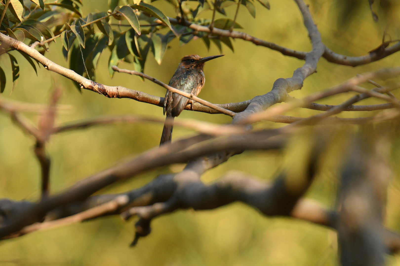 Three-toed jacamar (Jacamaralcyon tridactyla)