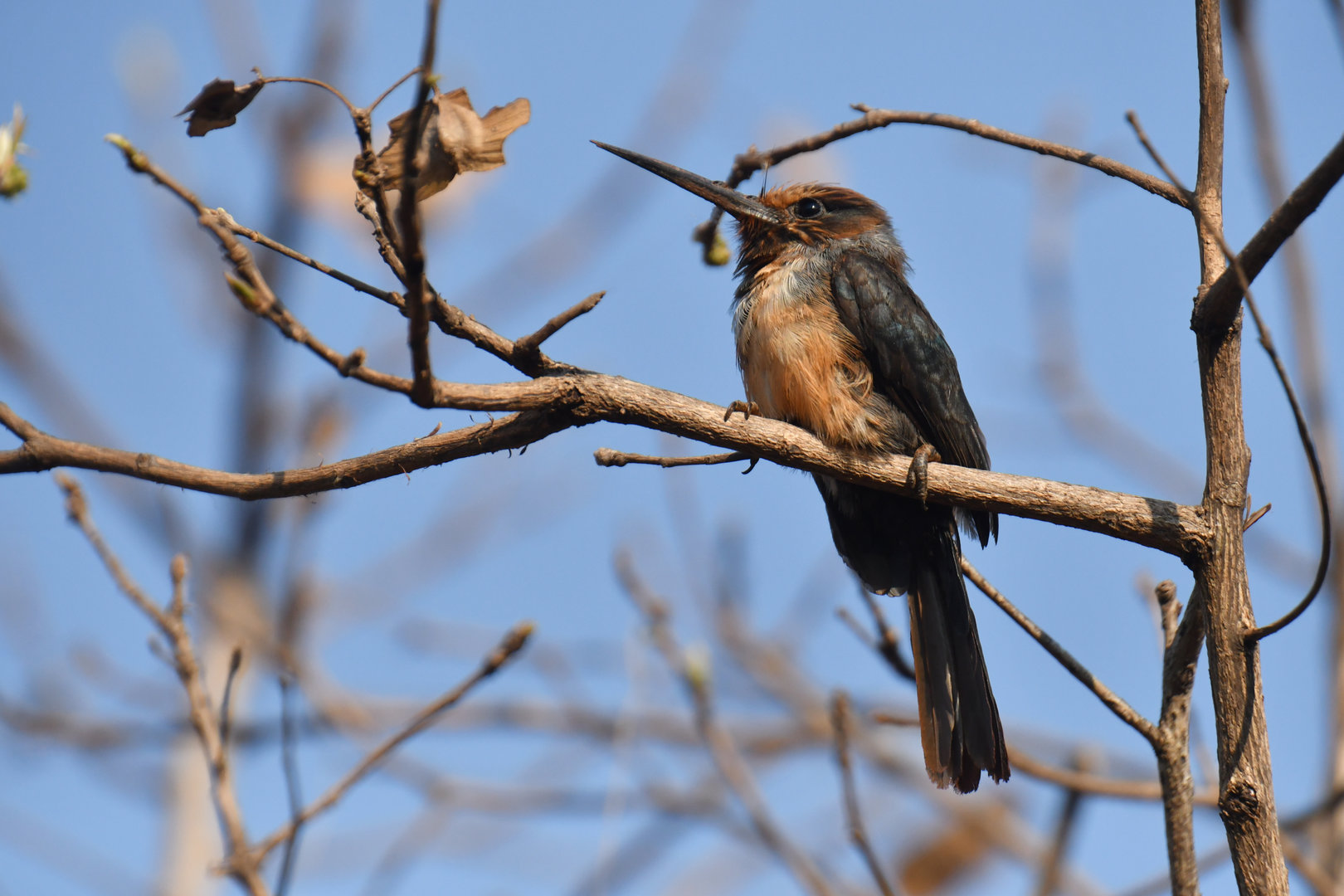 Three-toed jacamar (Jacamaralcyon tridactyla)
