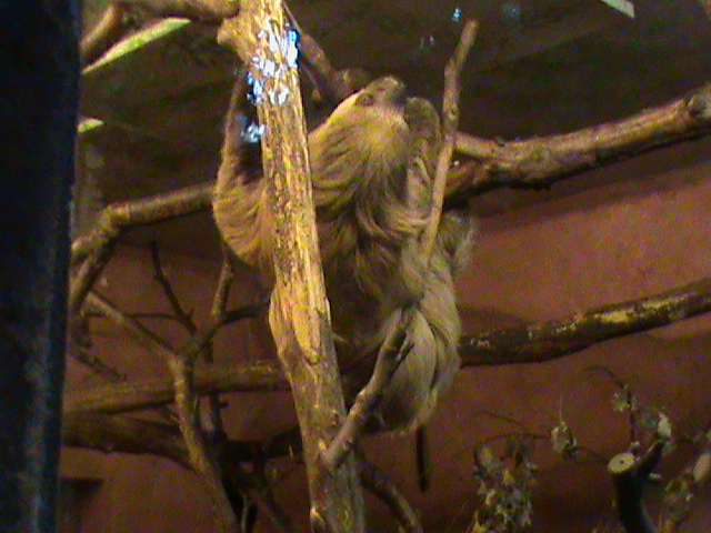 three-toed sloth 140911