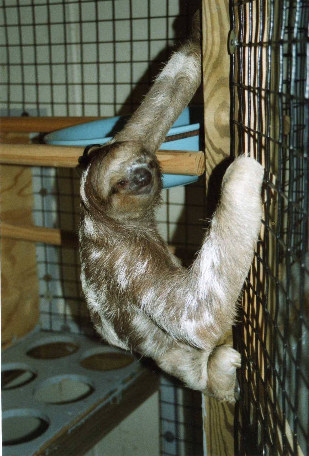 Three Toed Sloth, Dallas World Aquarium