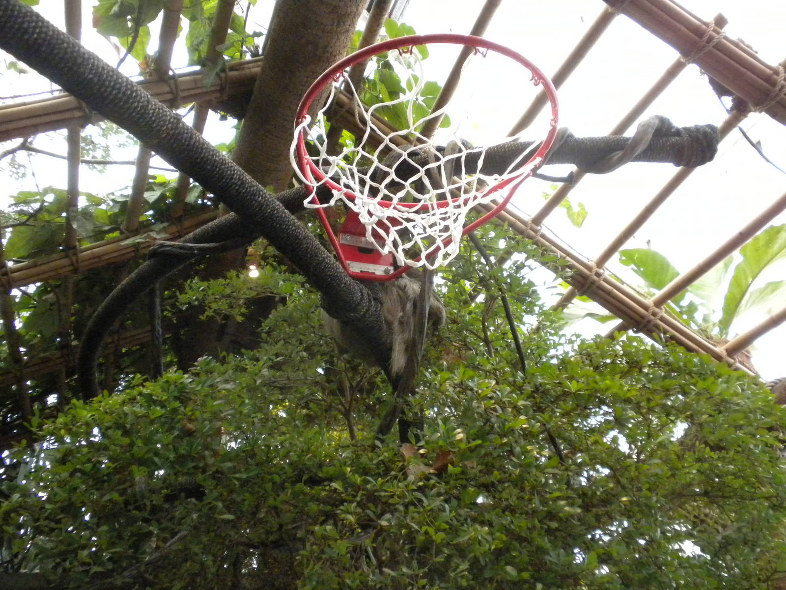 Three-Toed Sloth hoops