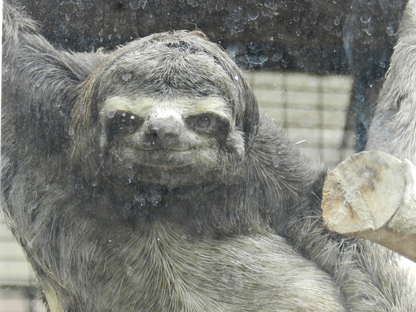 Three-toed sloth - Parque Zoológico Huachipa