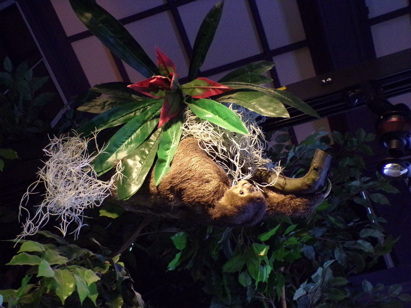 Three-toed sloth (taken at Kelvingrove museum) 12.2.24