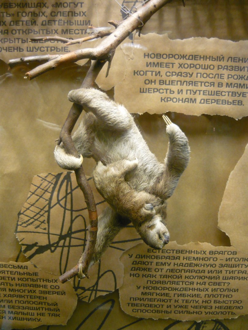 Three-toed sloth with baby