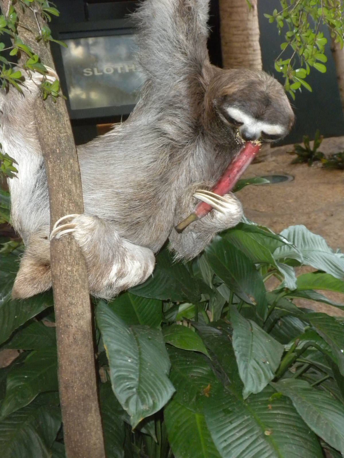 Three-Toed Sloth