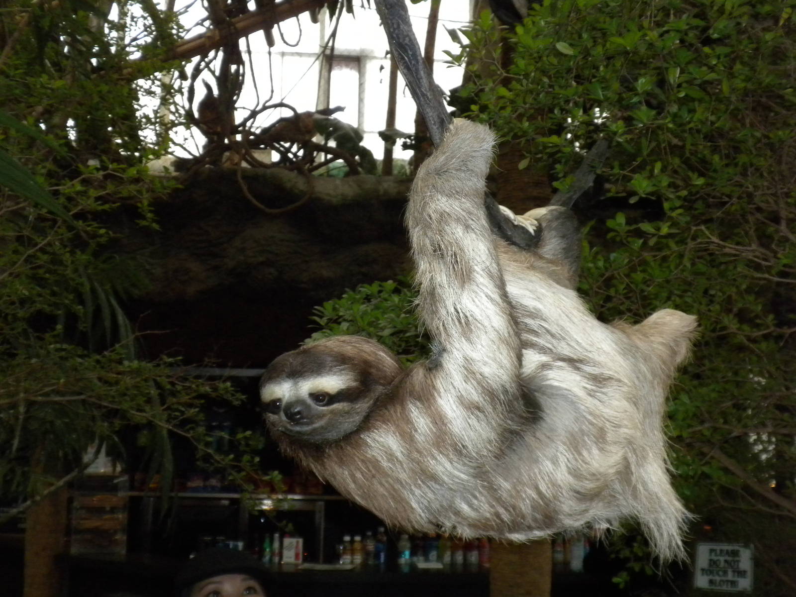 Three-Toed Sloth