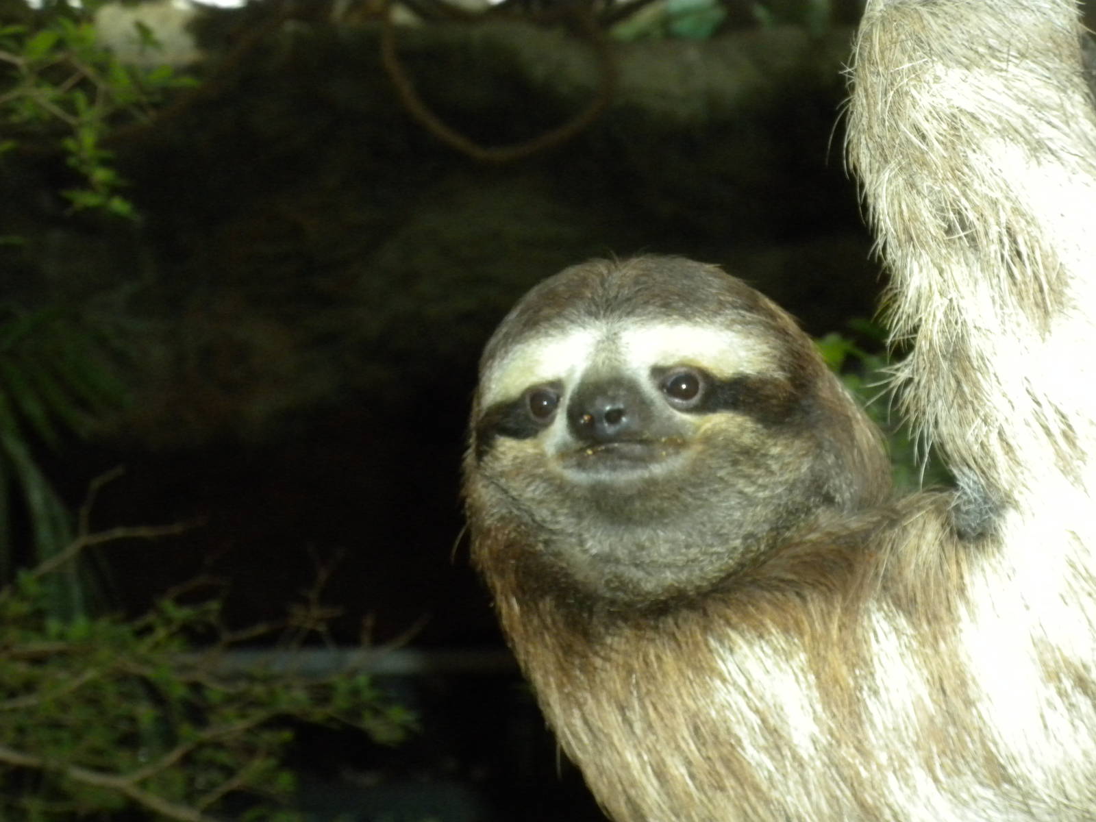 Three-Toed Sloth