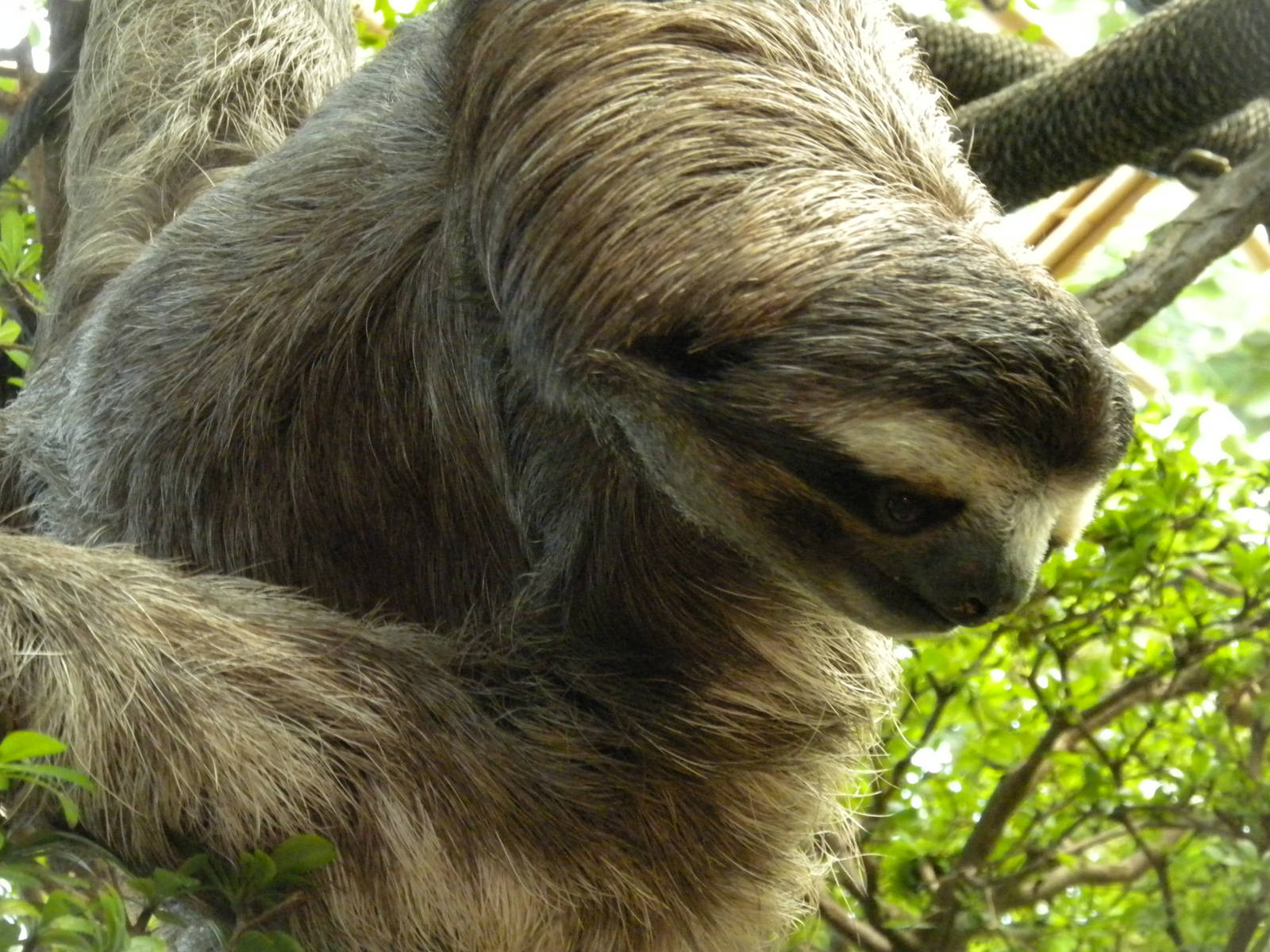 Three-Toed Sloth