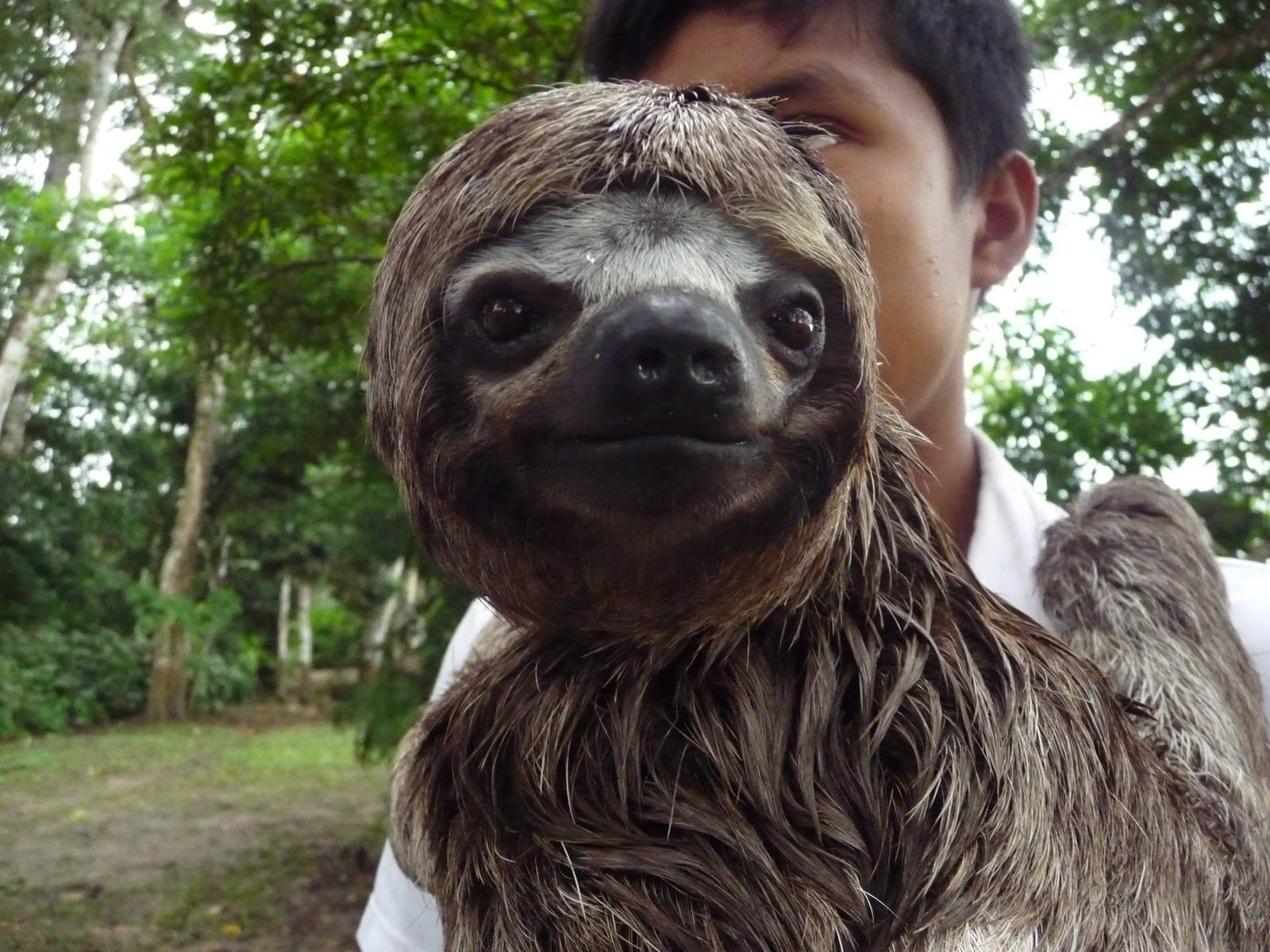 Three toed sloth