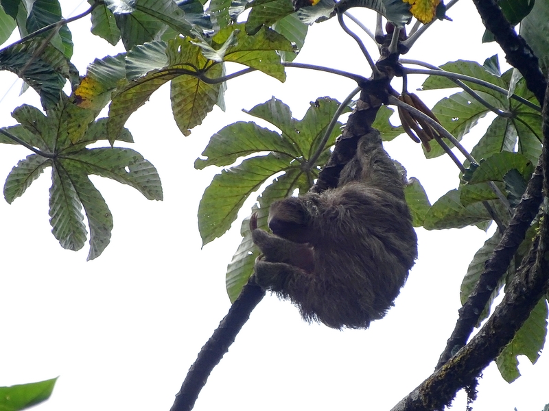 Three-toed sloth