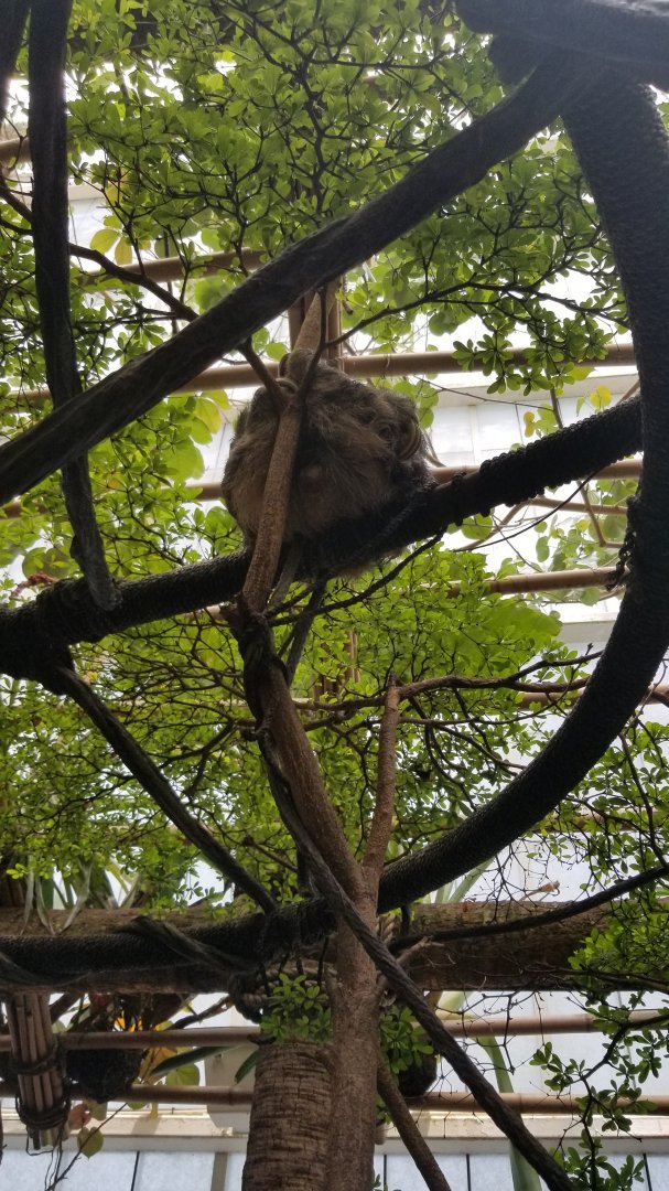 Three toed sloth