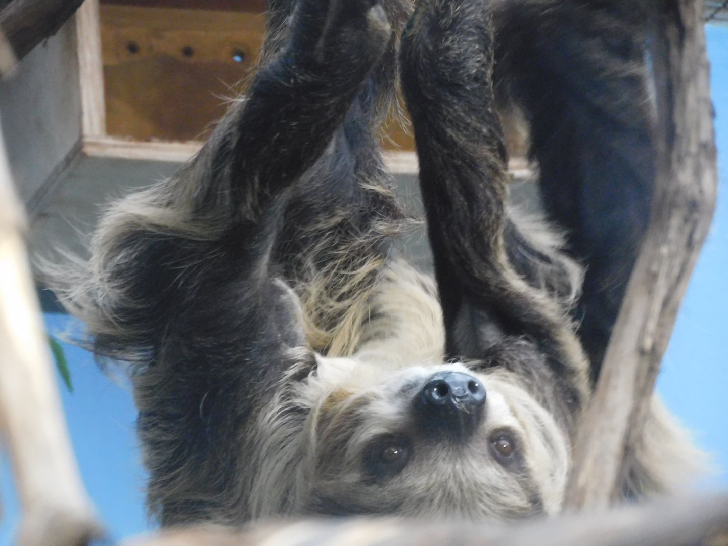 Three toed sloth