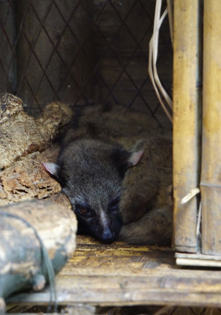 Three-toothed palm civet