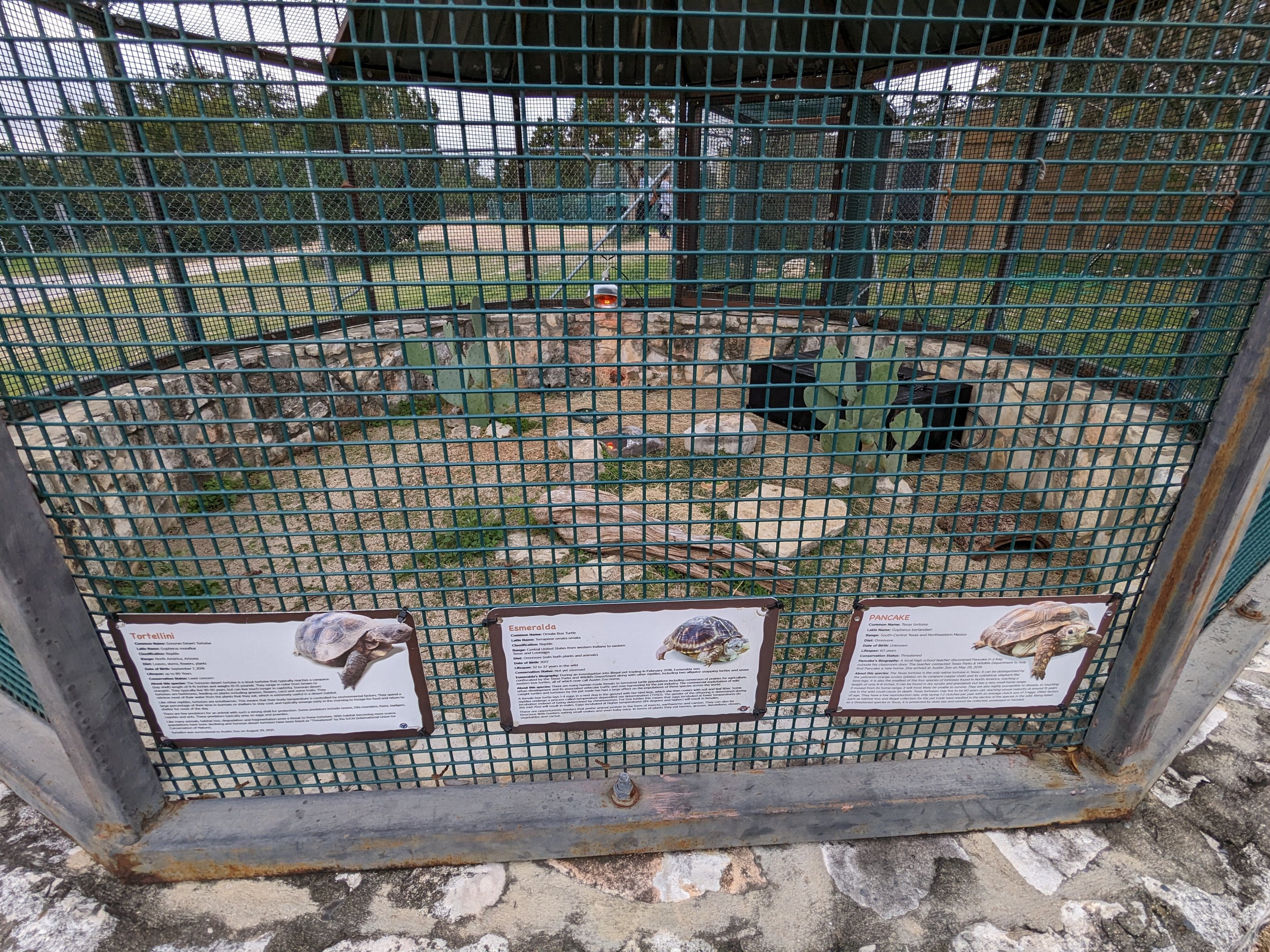 Three tortoise cage in front of the zoo beside the exit/gift shop.