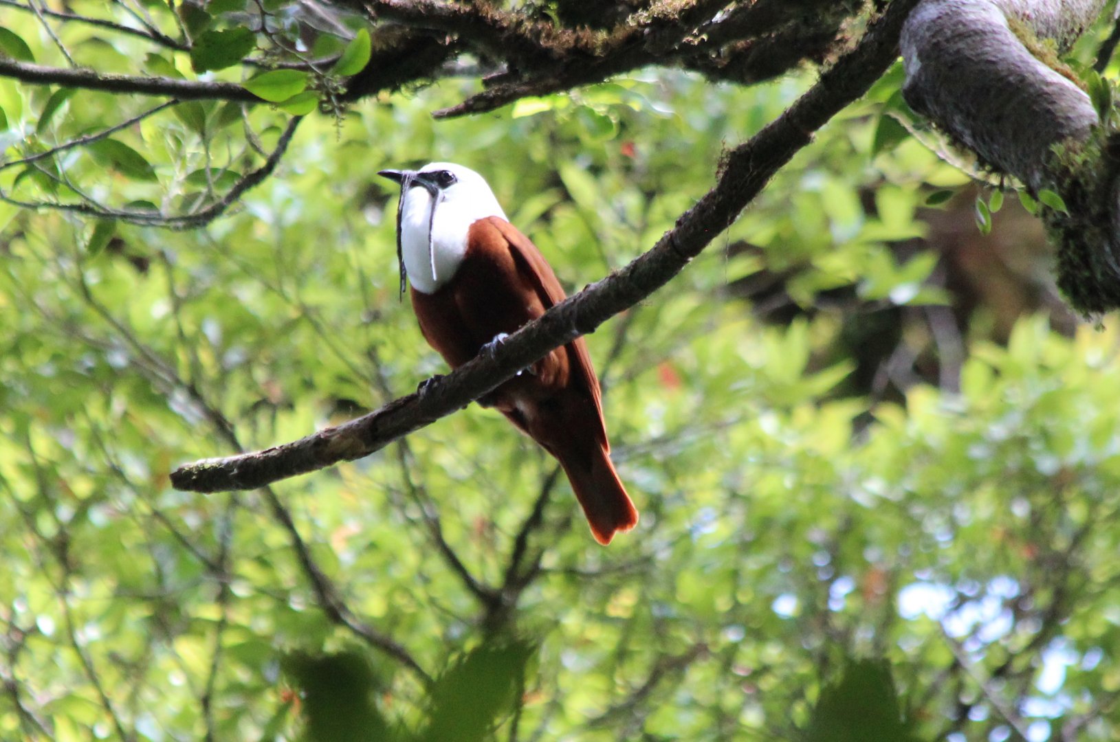Three-wattled Bellbird - Mar 2019