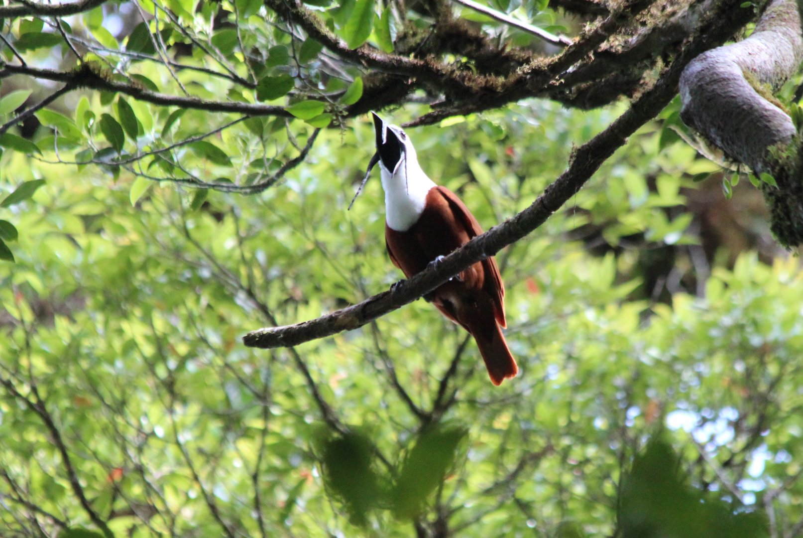 Three-wattled Bellbird - Mar 2019