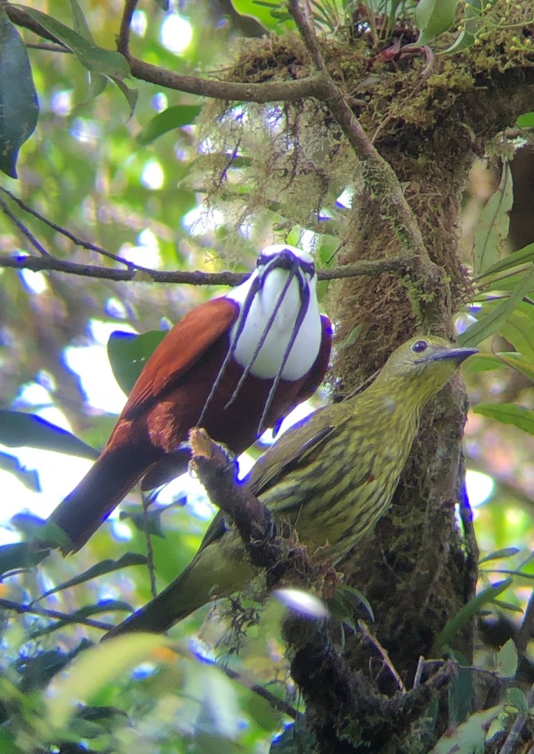 Three-wattled Bellbird
