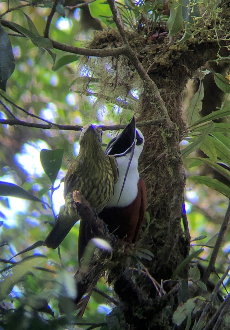Three-wattled Bellbird