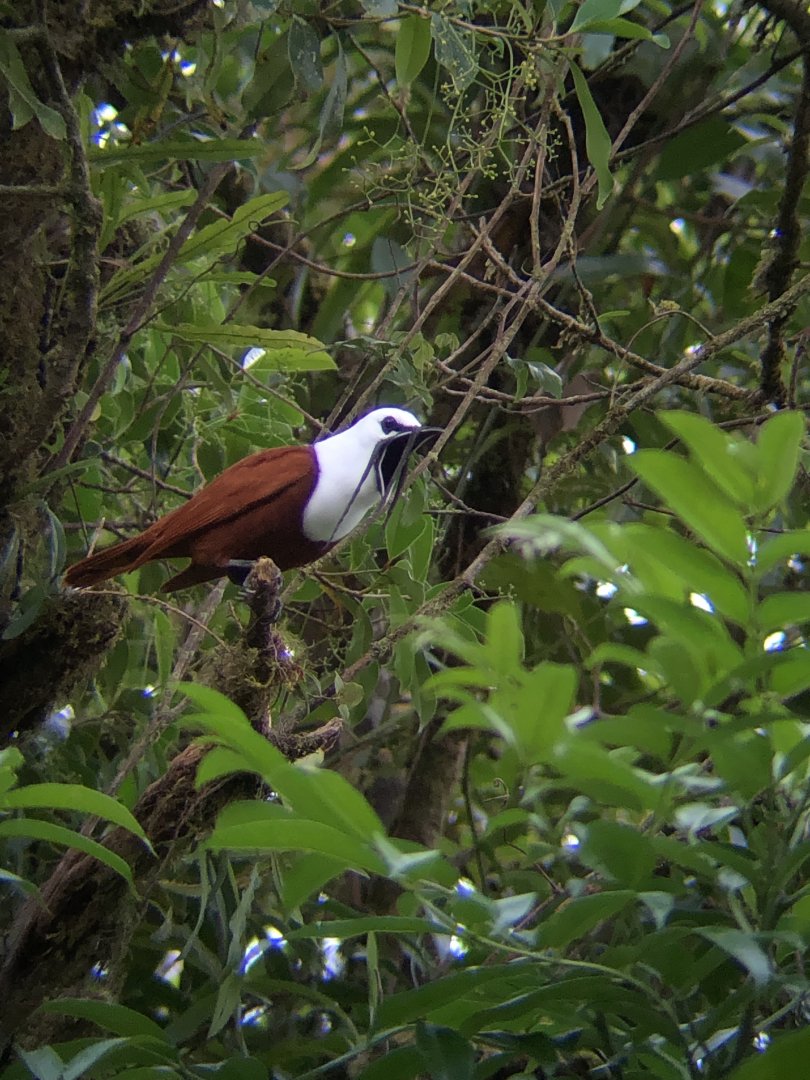 Three-wattled Bellbird