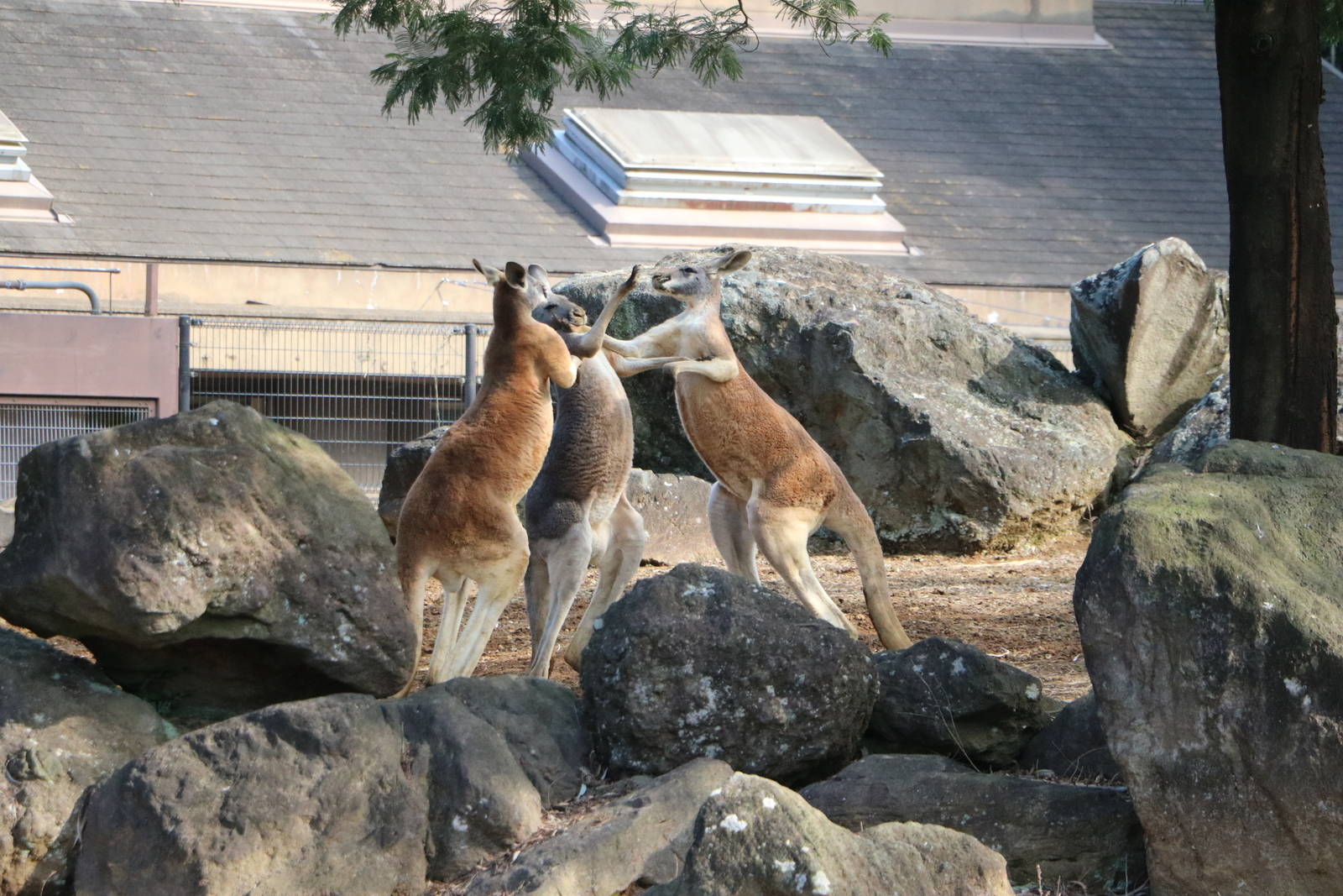 Three-way boxing, February 2016