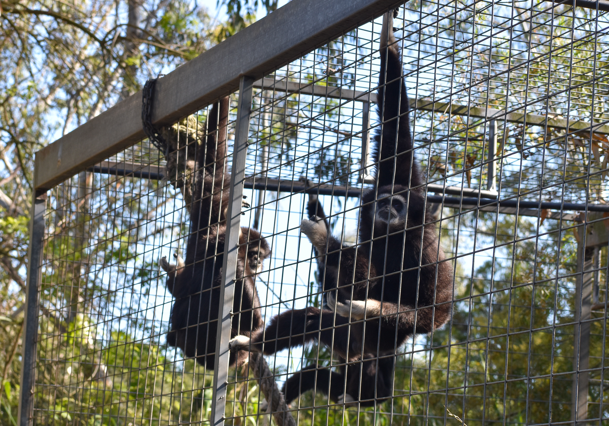 Three White-handed Gibbons