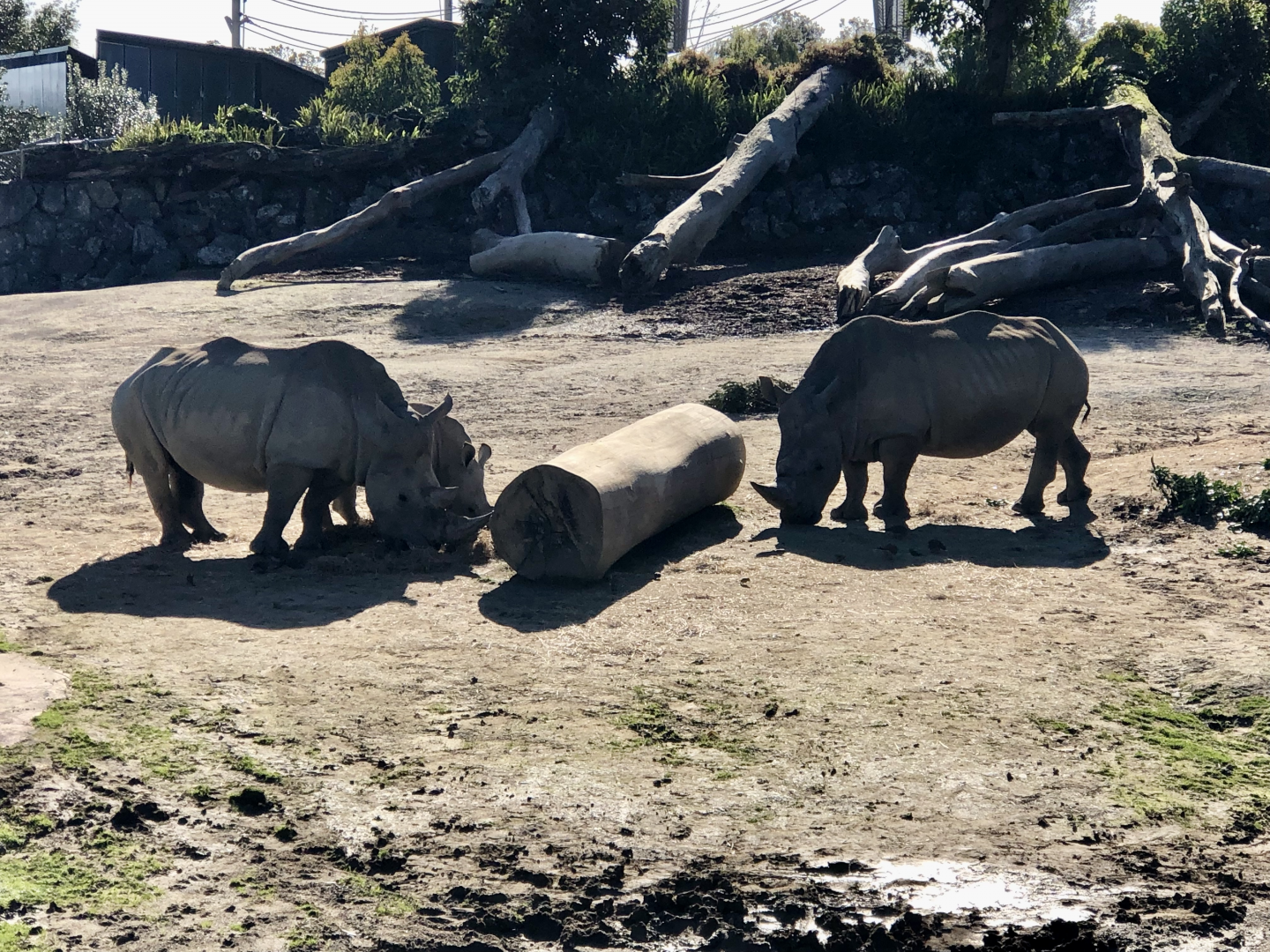 Three White Rhinoceros