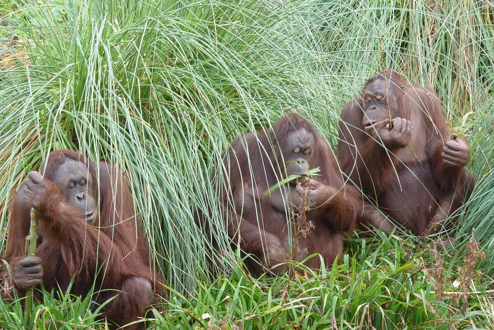 Three Wise Orangutans 18 January 2012