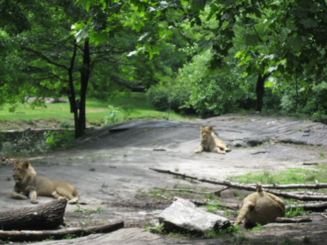 Three Young Male Lions