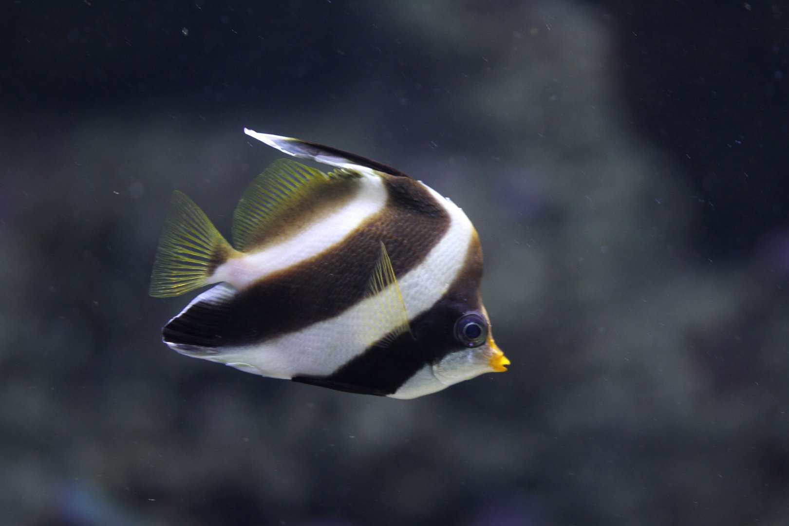 Threeband bannerfish (Heniochus chrysostomus)
