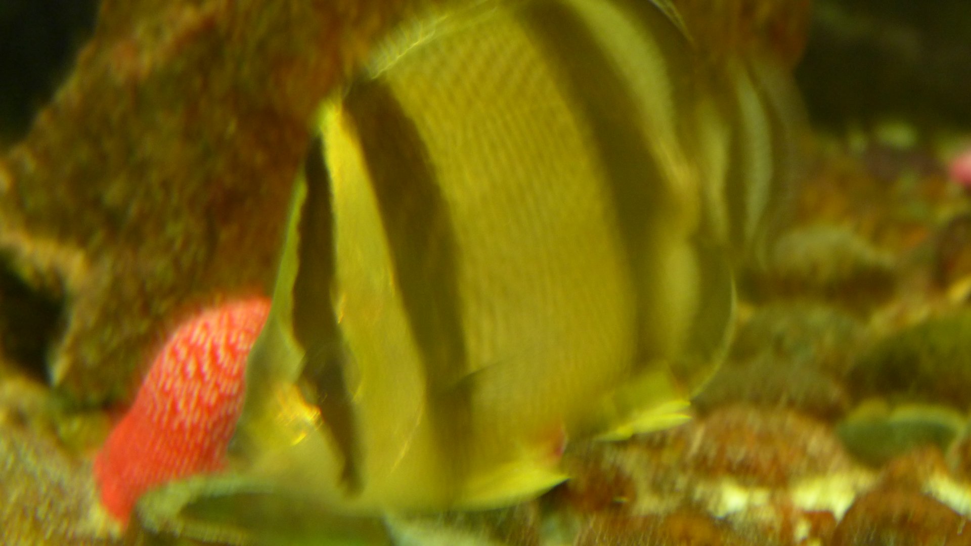 Threeband butterflyfish