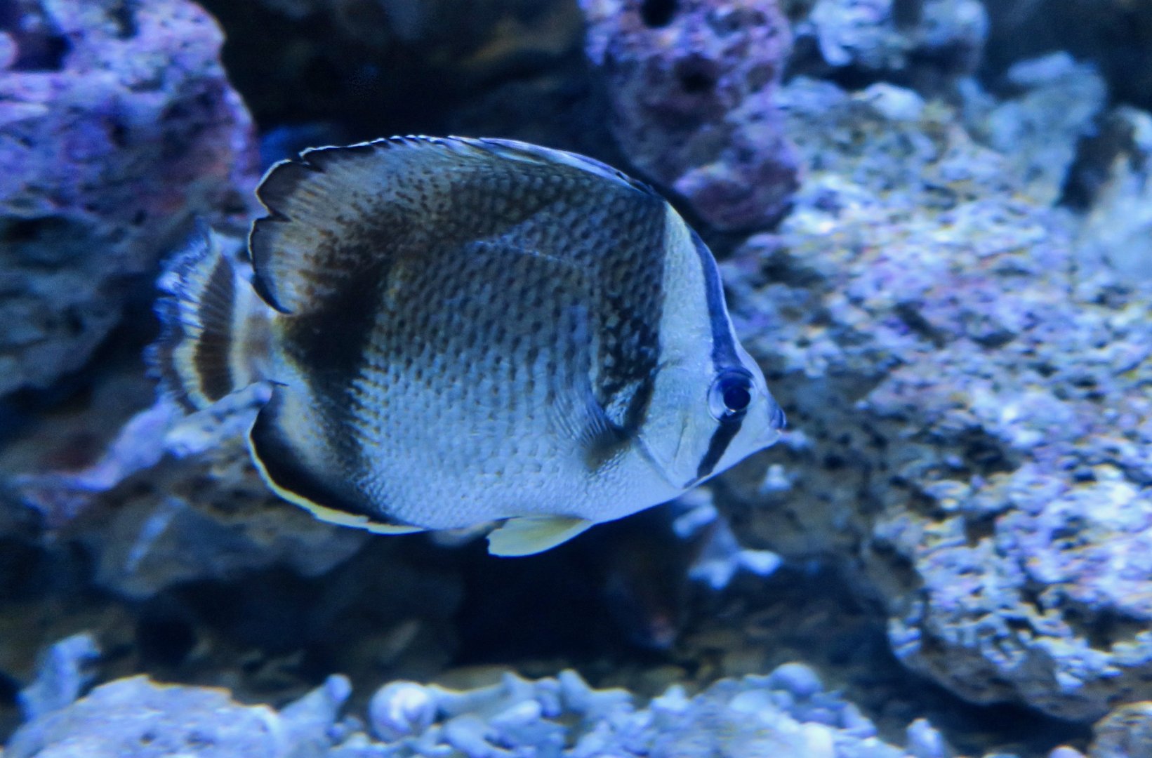 Threebanded Butterflyfish (Chaetodon humeralis)