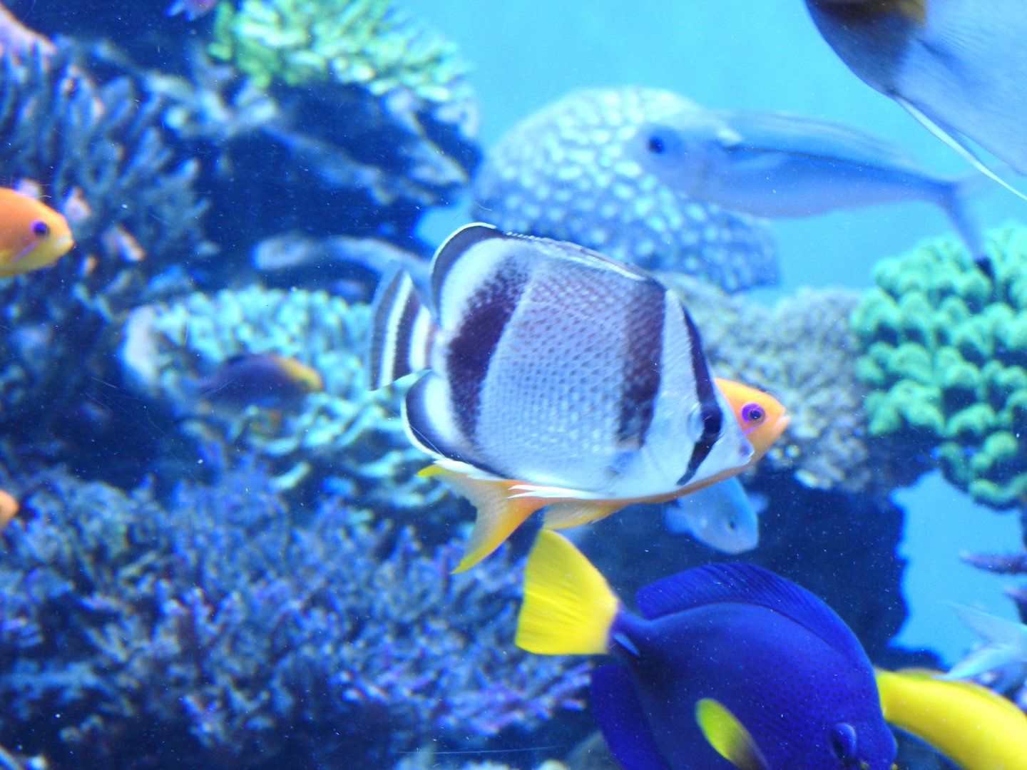 Threebanded Butterflyfish