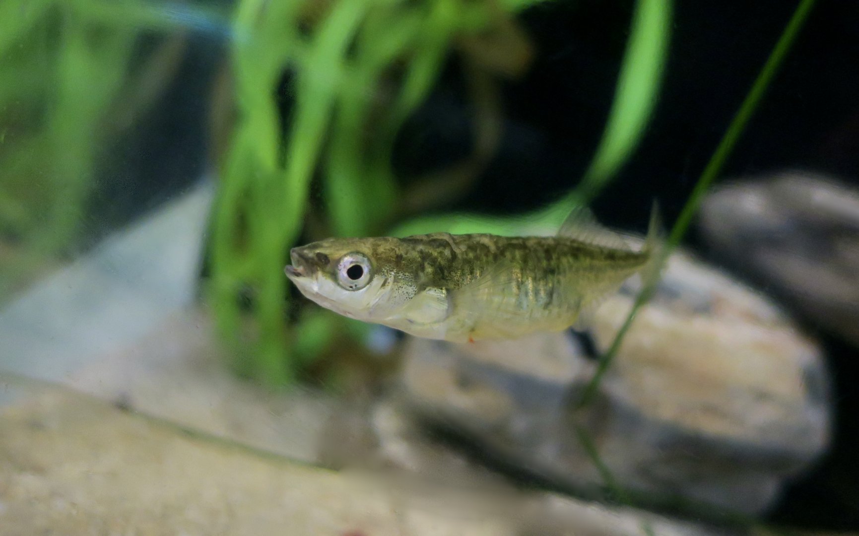 Threespine Stickleback (Gasterosteus aculeatus) female