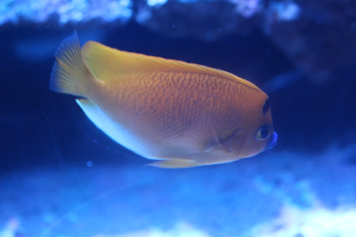 Threespot angelfish (Apolemichthys trimaculatus)
