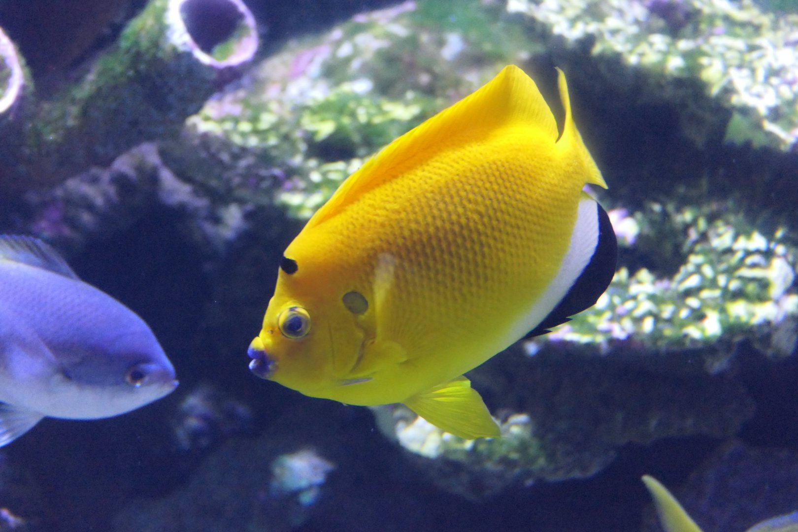 Threespot Angelfish (Apolemichthys trimaculatus)