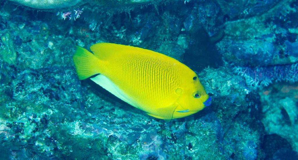 Threespot Angelfish