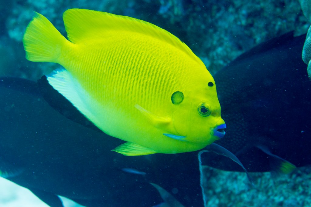 Threespot Angelfish