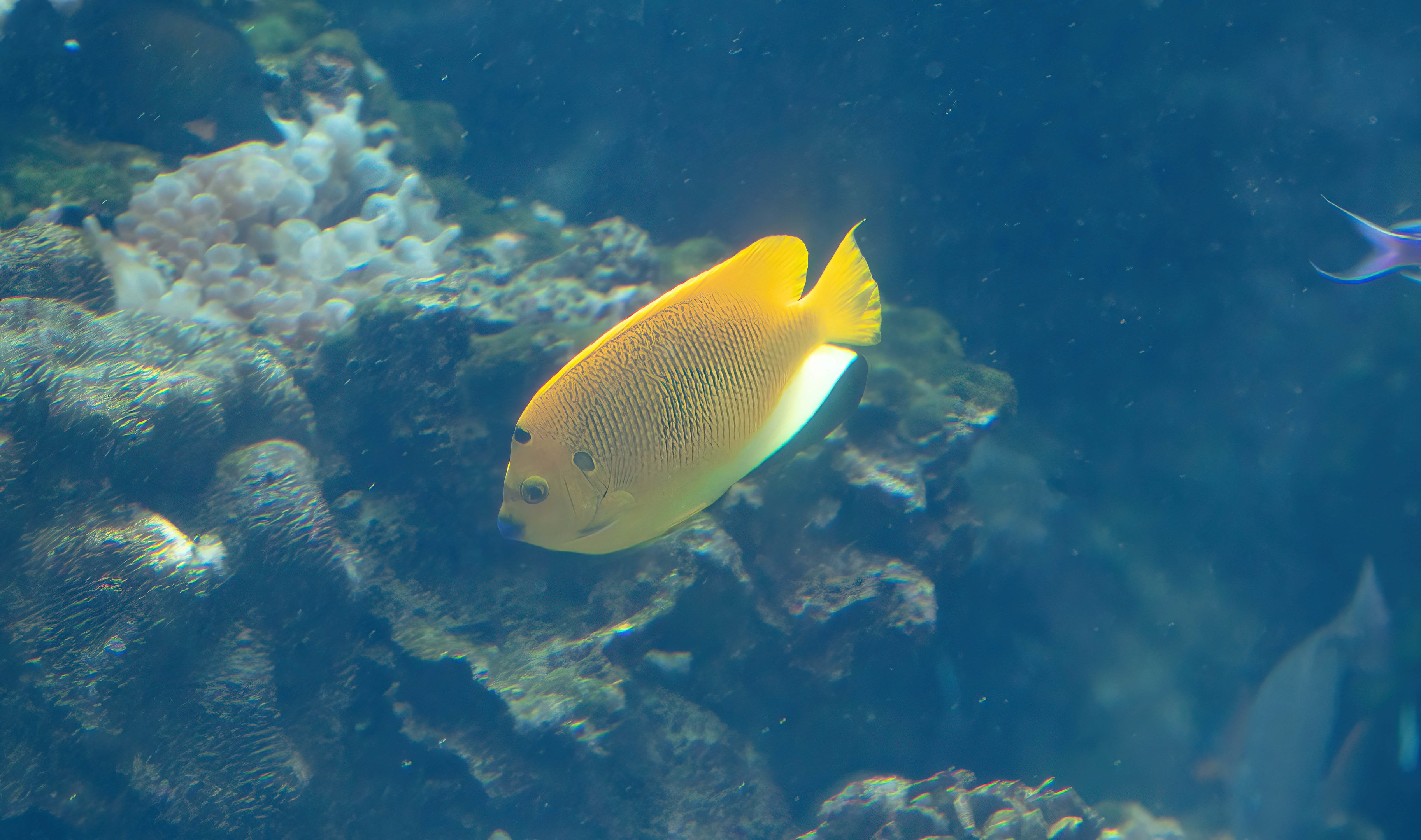 Threespot Angelfish