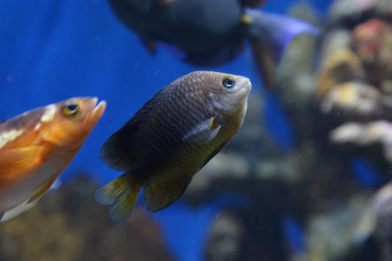Threespot damselfish (Stegastes planifrons)