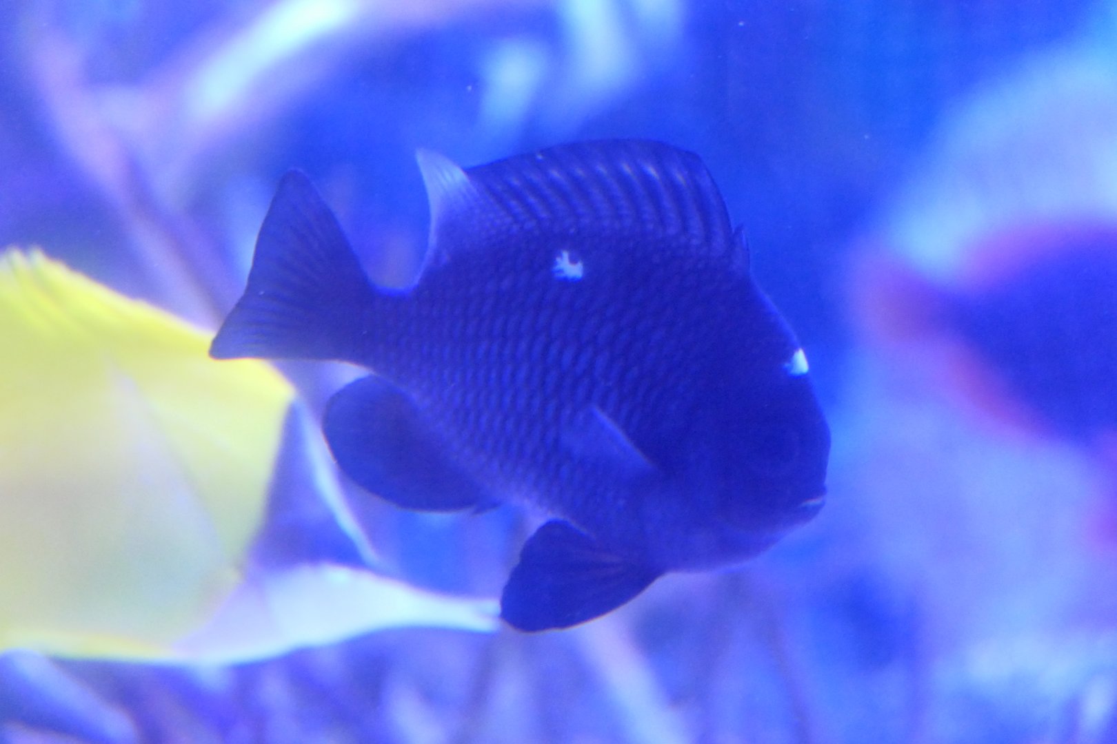 Threespot Dascyllus (Dascyllus trimaculatus) - Uozu Aquarium