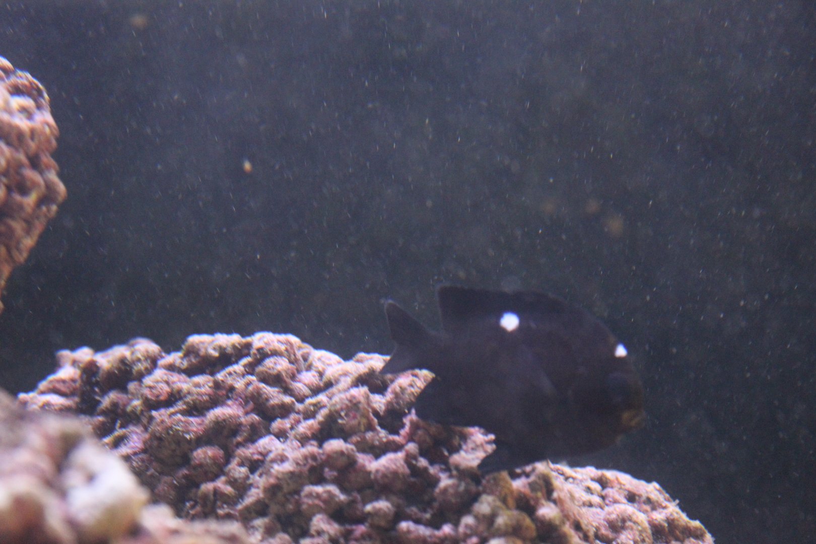 Threespot dascyllus (Dascyllus trimaculatus)