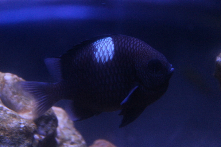 Threespot dascyllus (Dascyllus trimaculatus)