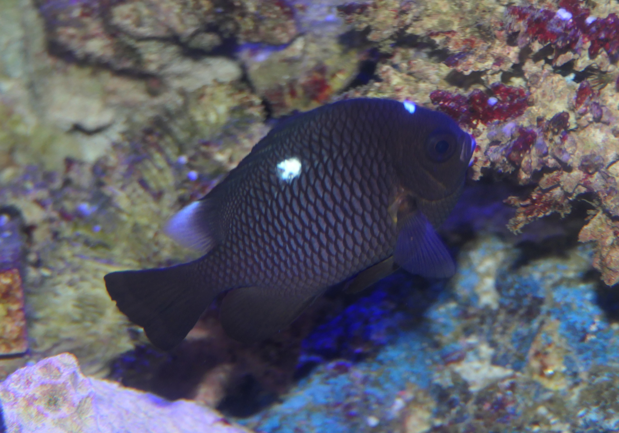 Threespot Dascyllus - Dascyllus trimaculatus