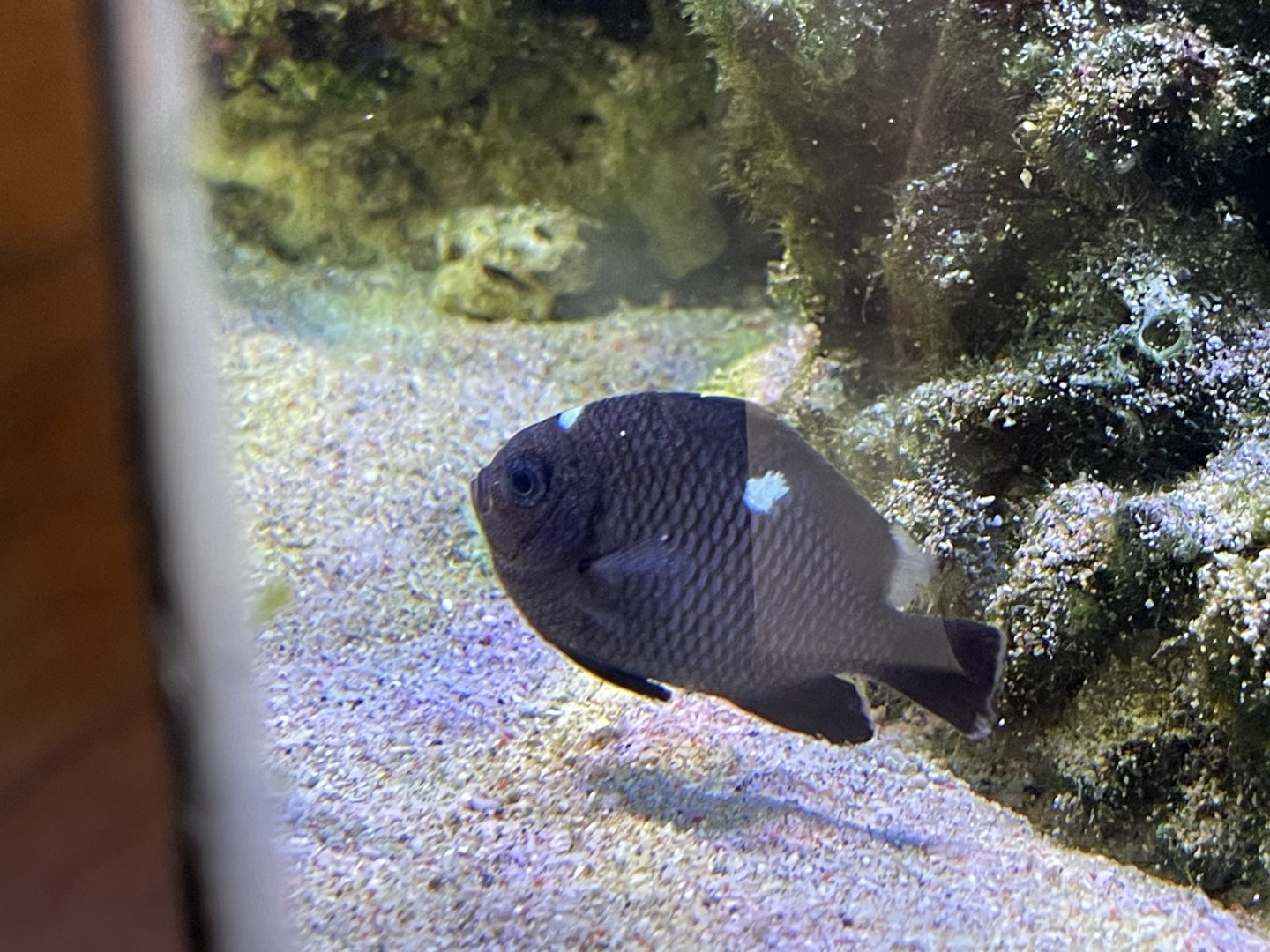 threespot dascyllus (dascyllus trimaculatus)