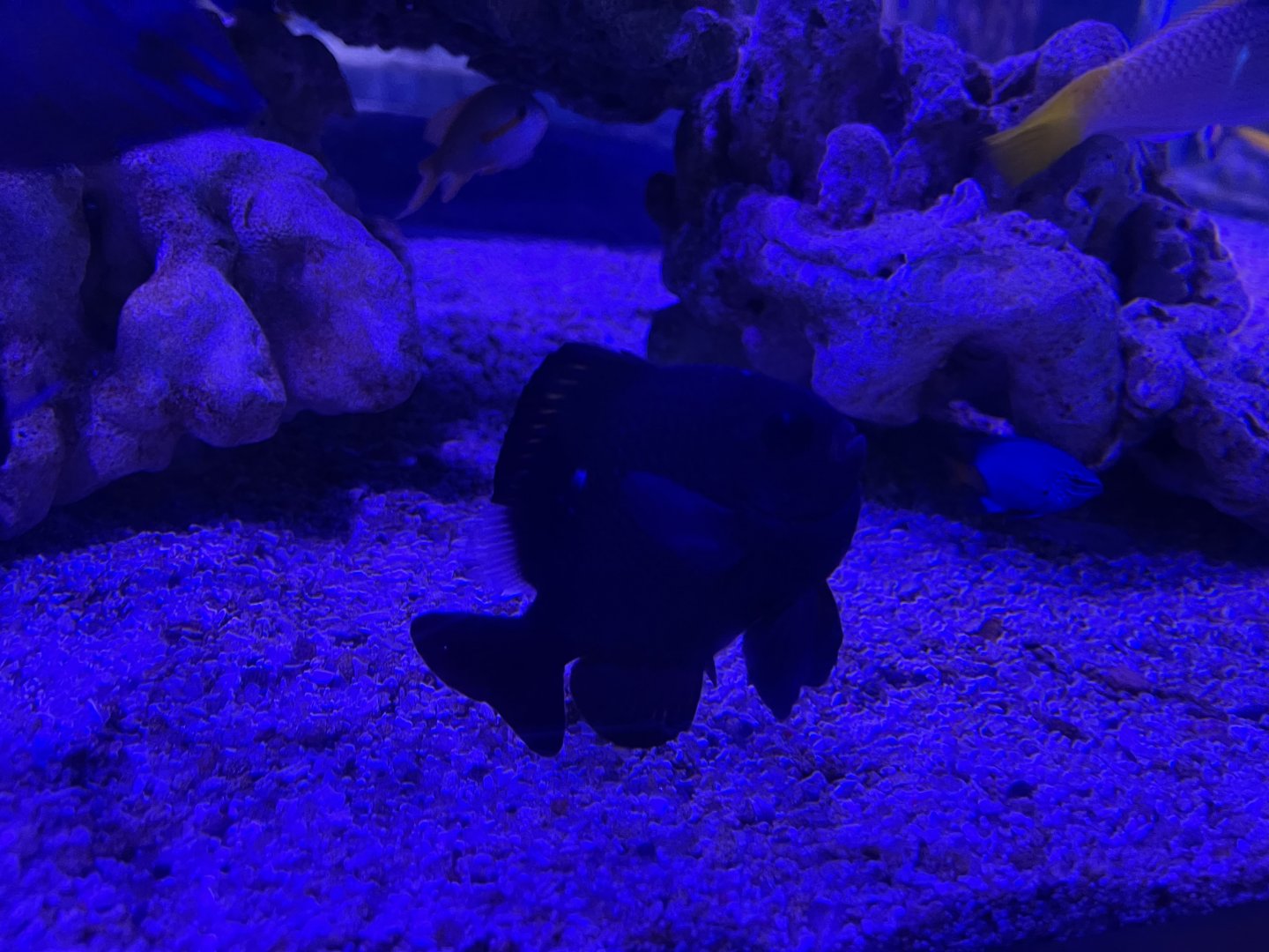 threespot dascyllus (dascyllus trimaculatus)