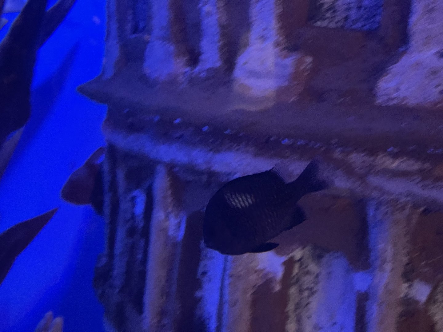 threespot dascyllus (dascyllus trimaculatus)