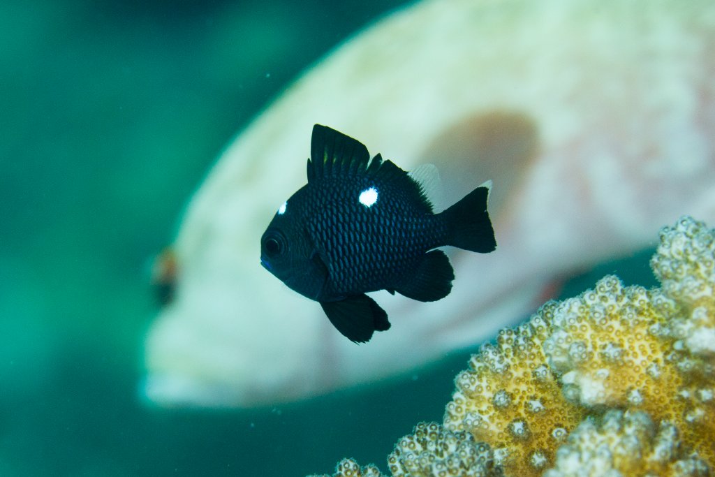 Threespot Dascyllus