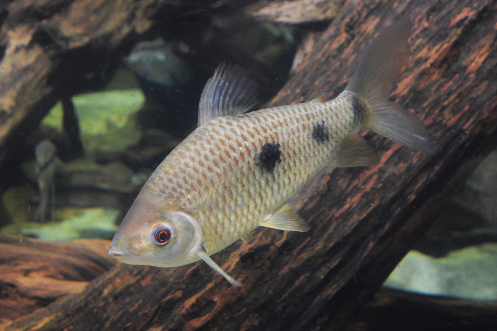 Threespot leporinus (Leporinus friderici)