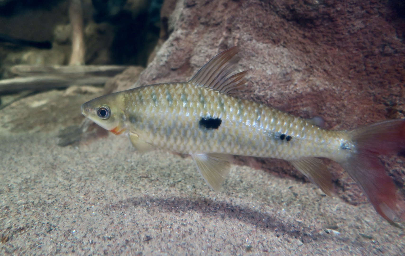 Threespot Leporinus (Leporinus friderici)